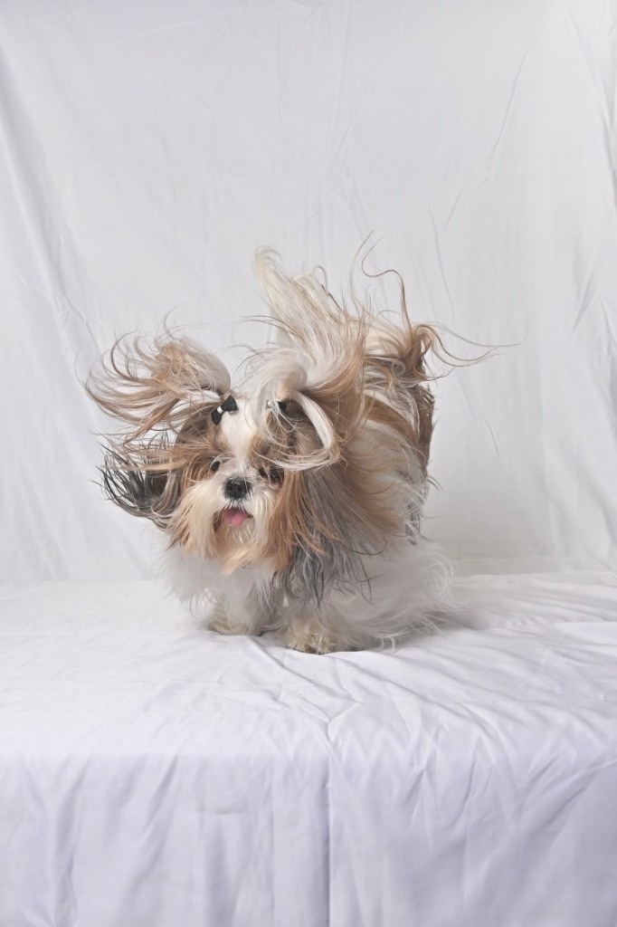 PetGraphy at Fur & Fun Dubai | On-Site Dog Portrait Printing
