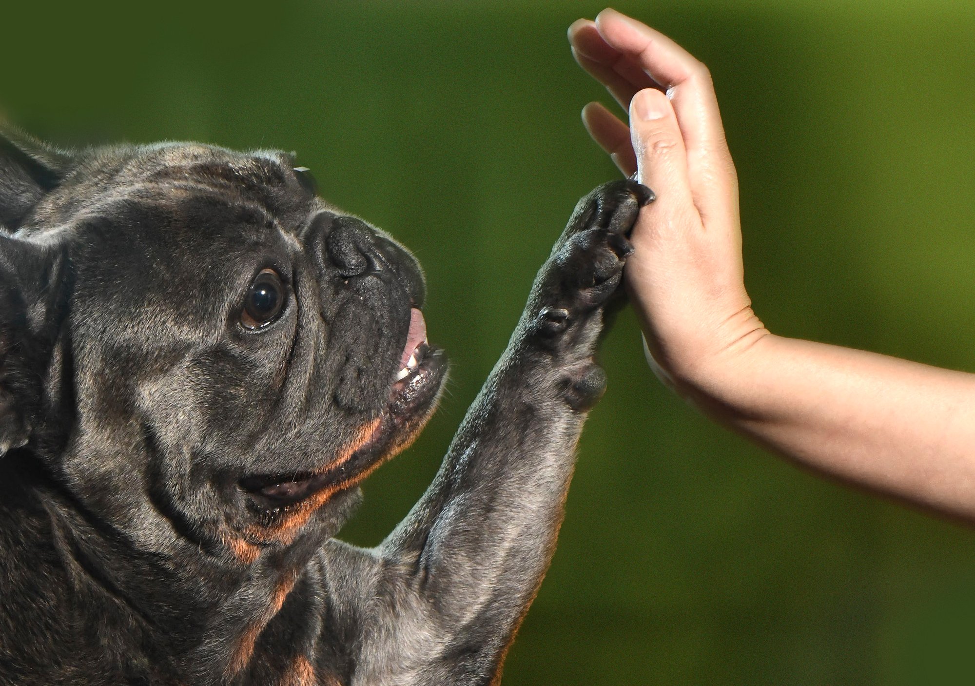 Bulldogs, family session