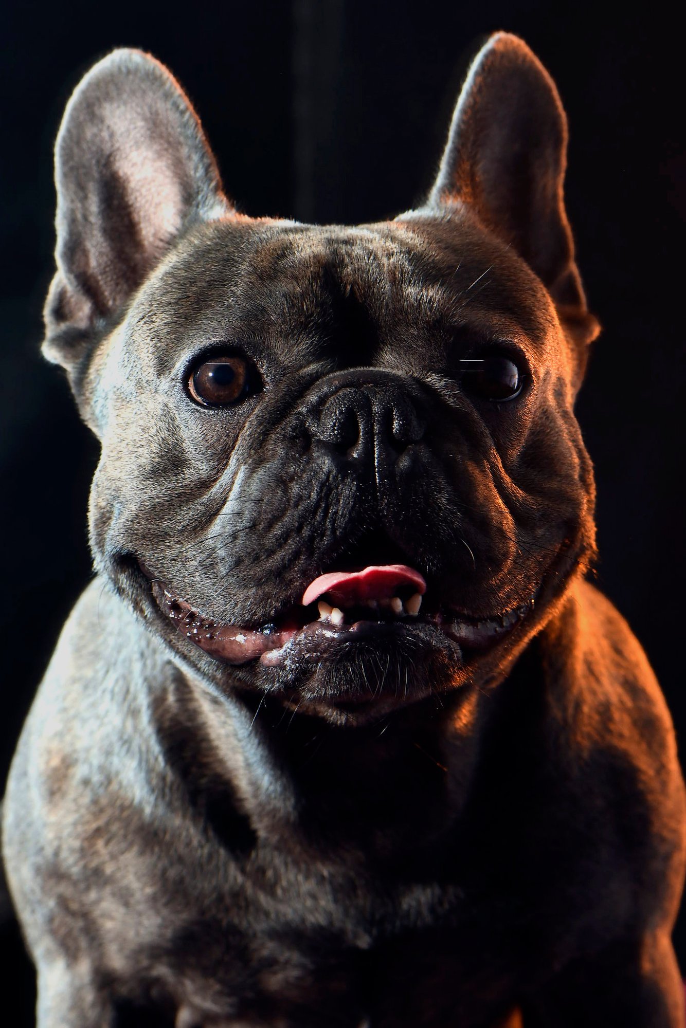 Bulldogs, at-home session