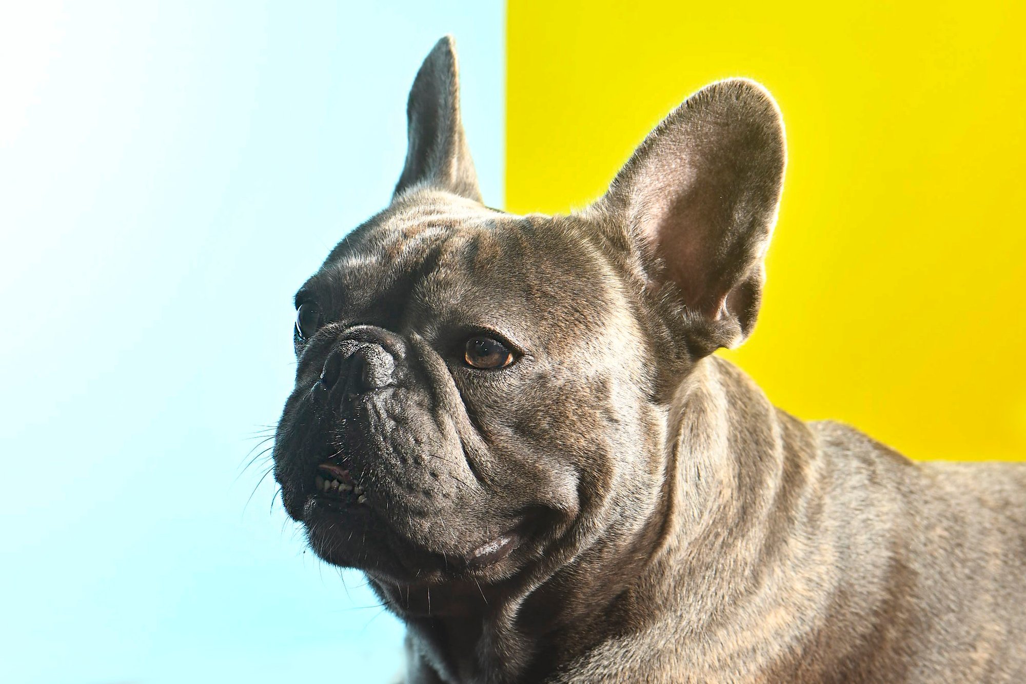 Bulldogs, at-home session