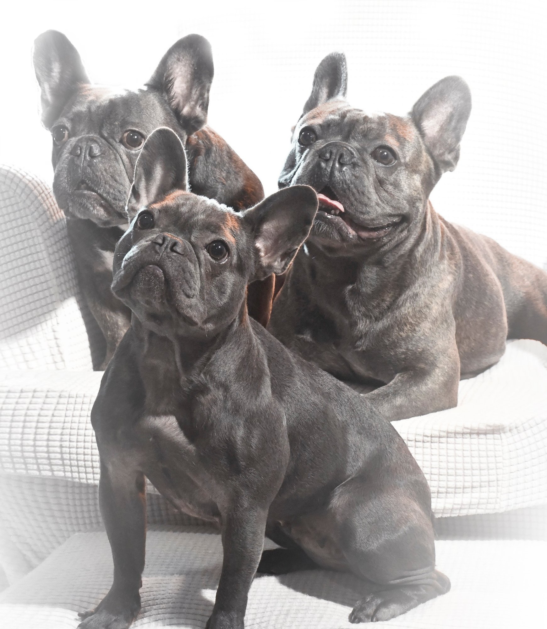 Bulldogs, at-home session