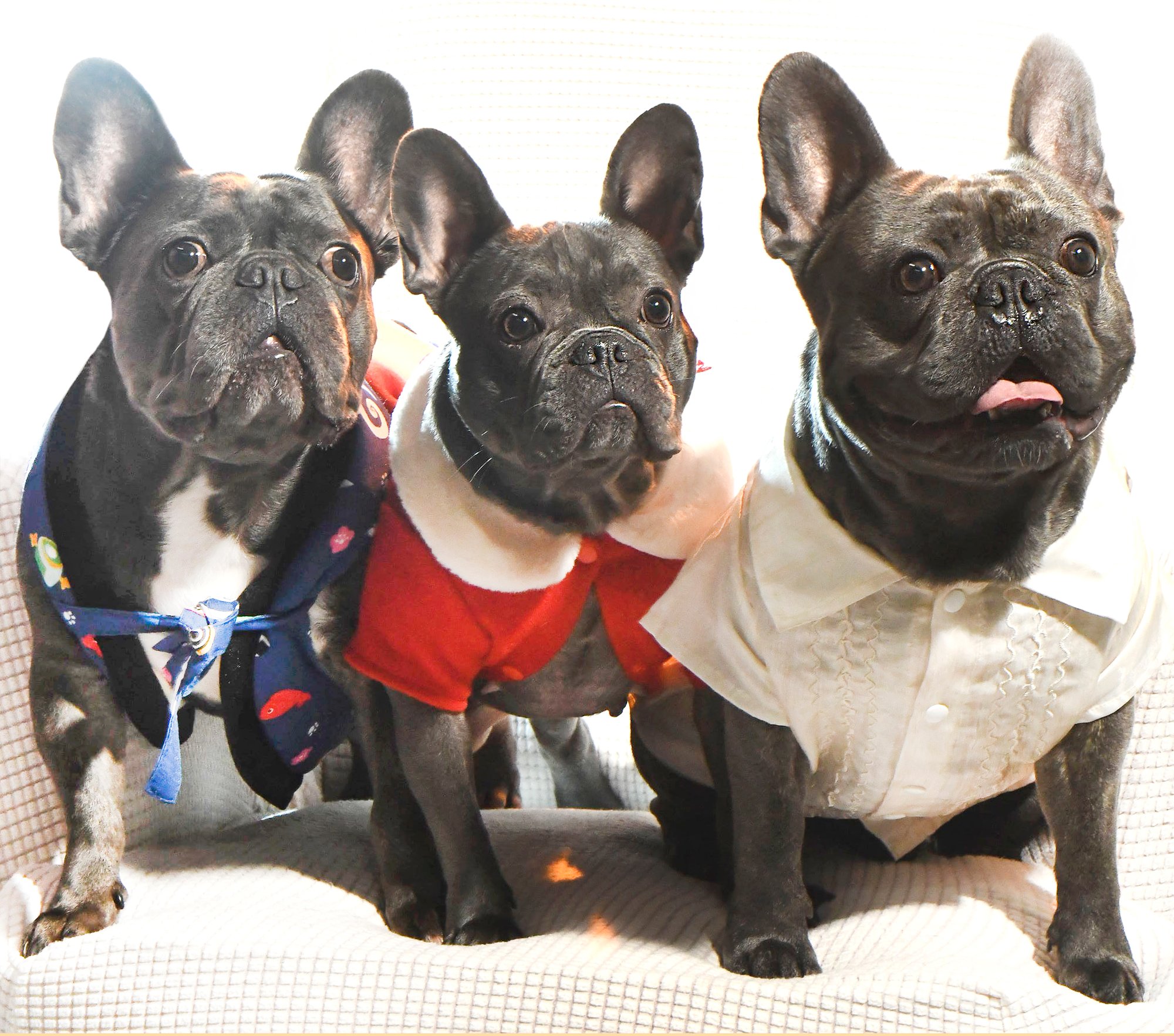 Bulldogs, at-home session