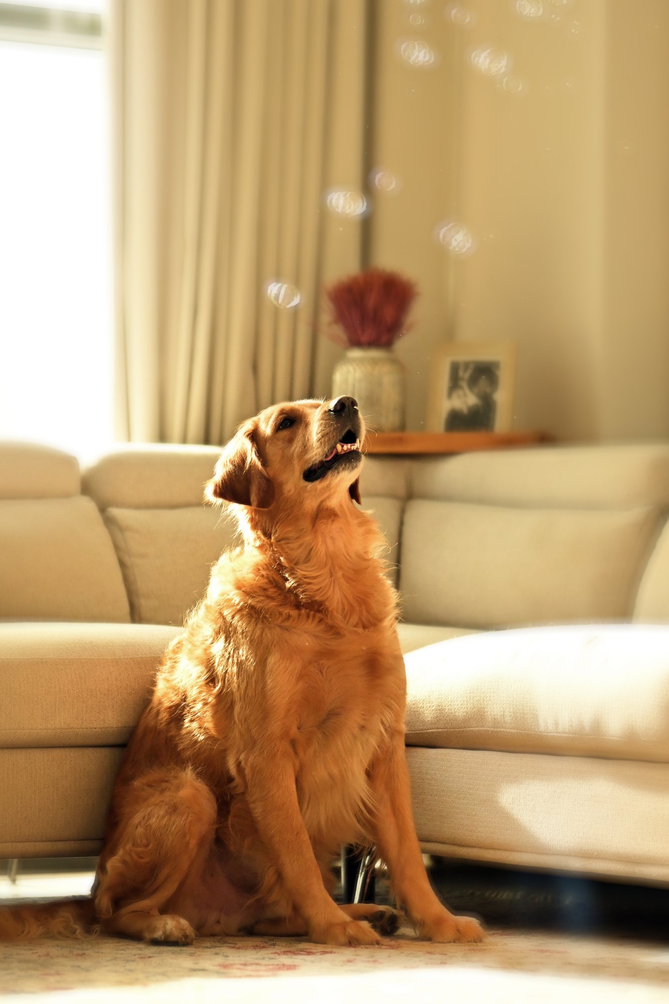 Everest & Snowy, at-home session