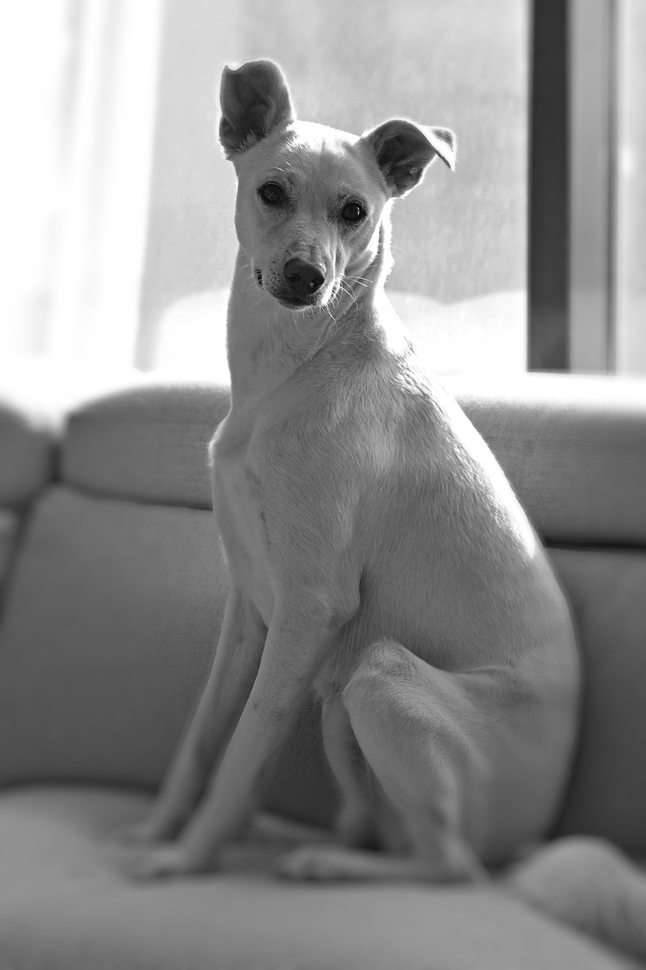 Everest & Snowy, at-home session