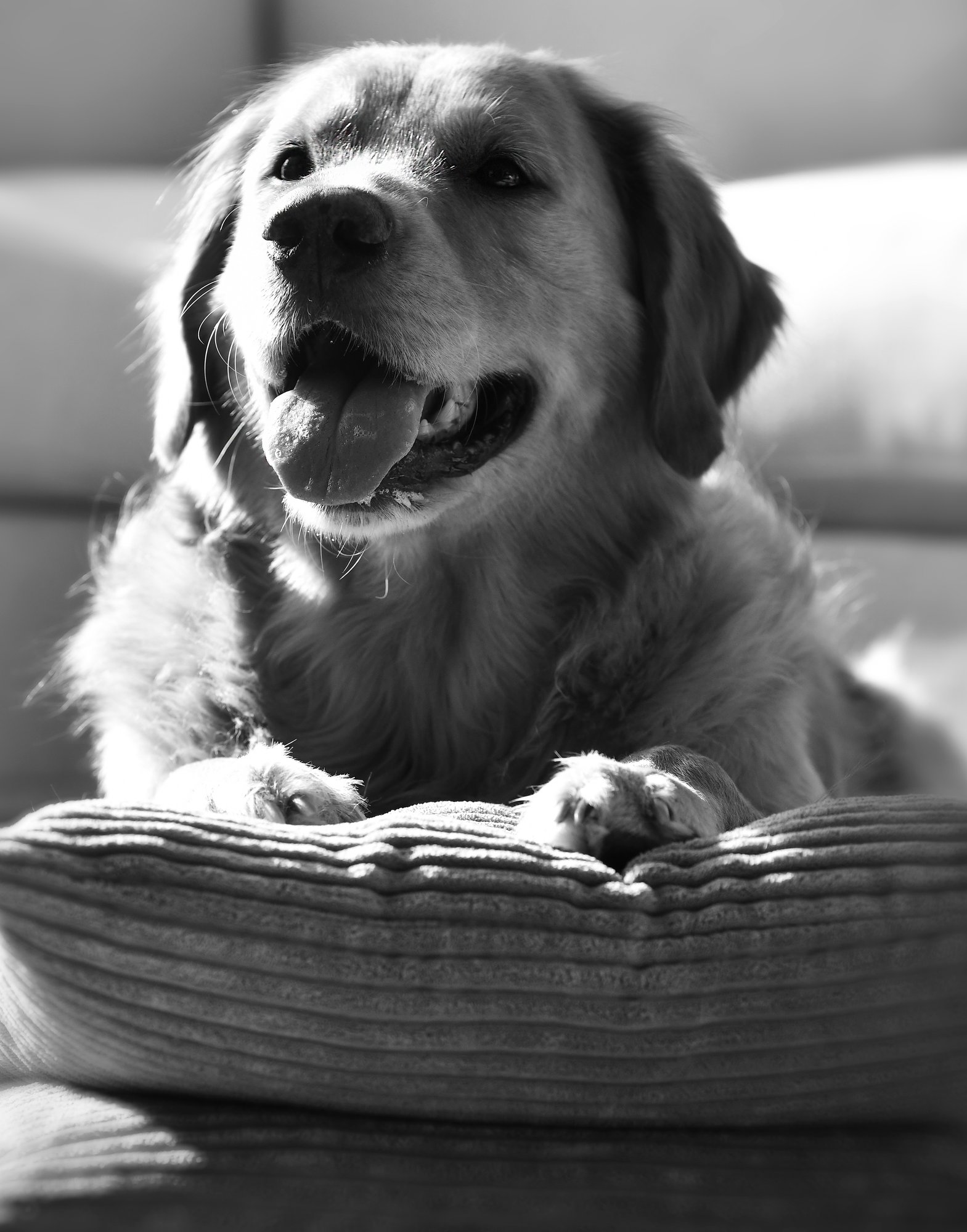 Everest & Snowy, at-home session