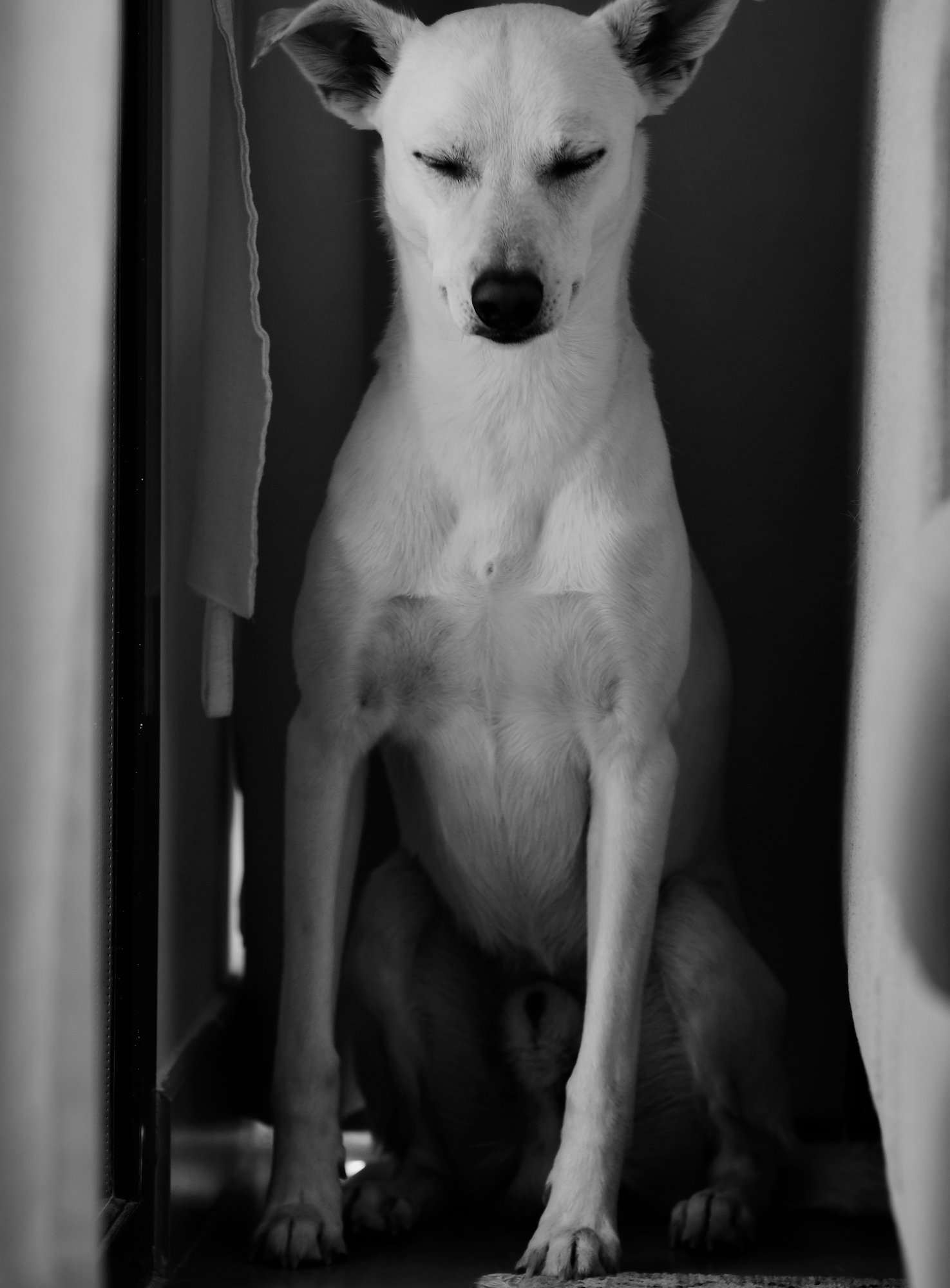 Everest & Snowy, at-home session