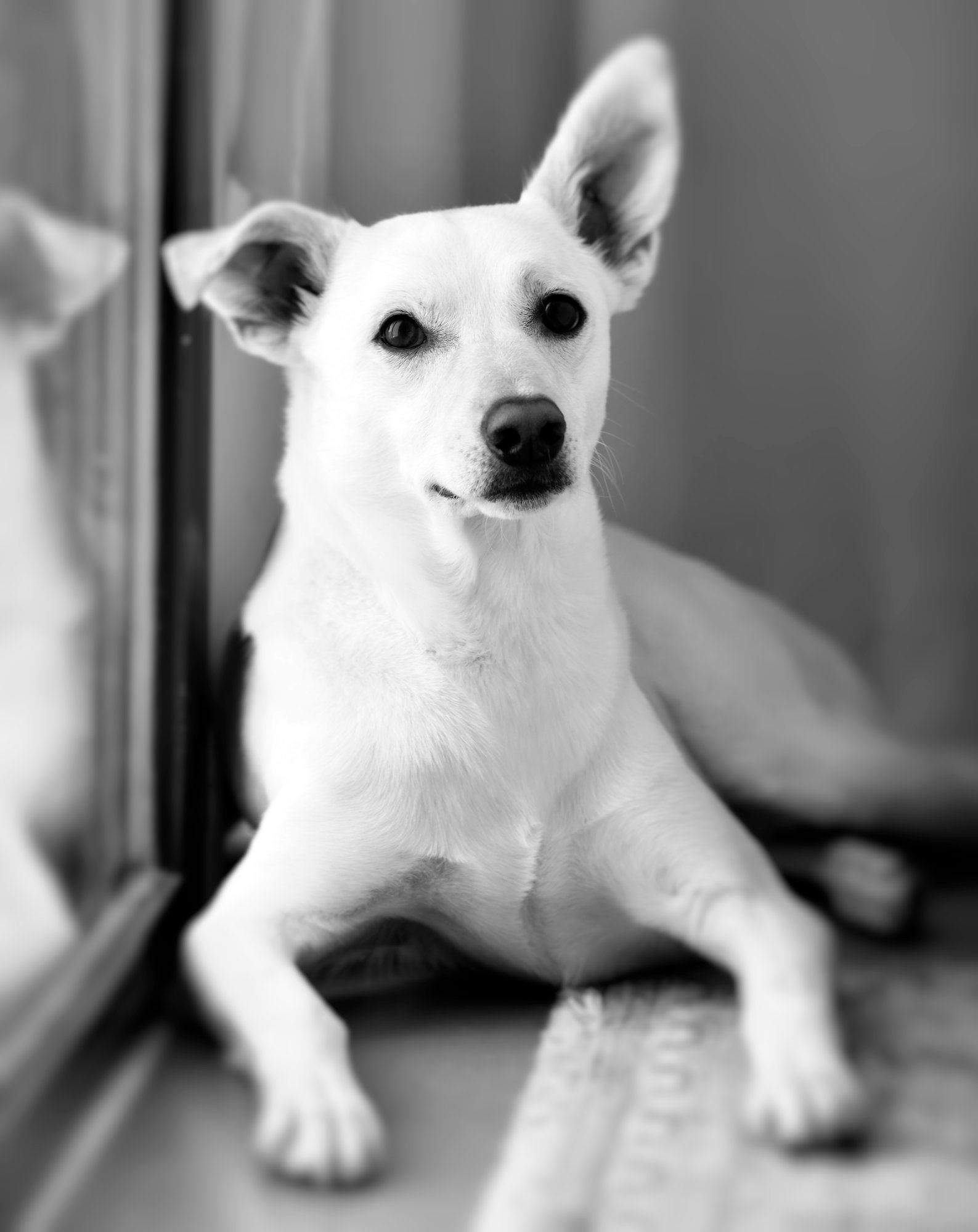 Everest & Snowy, at-home session