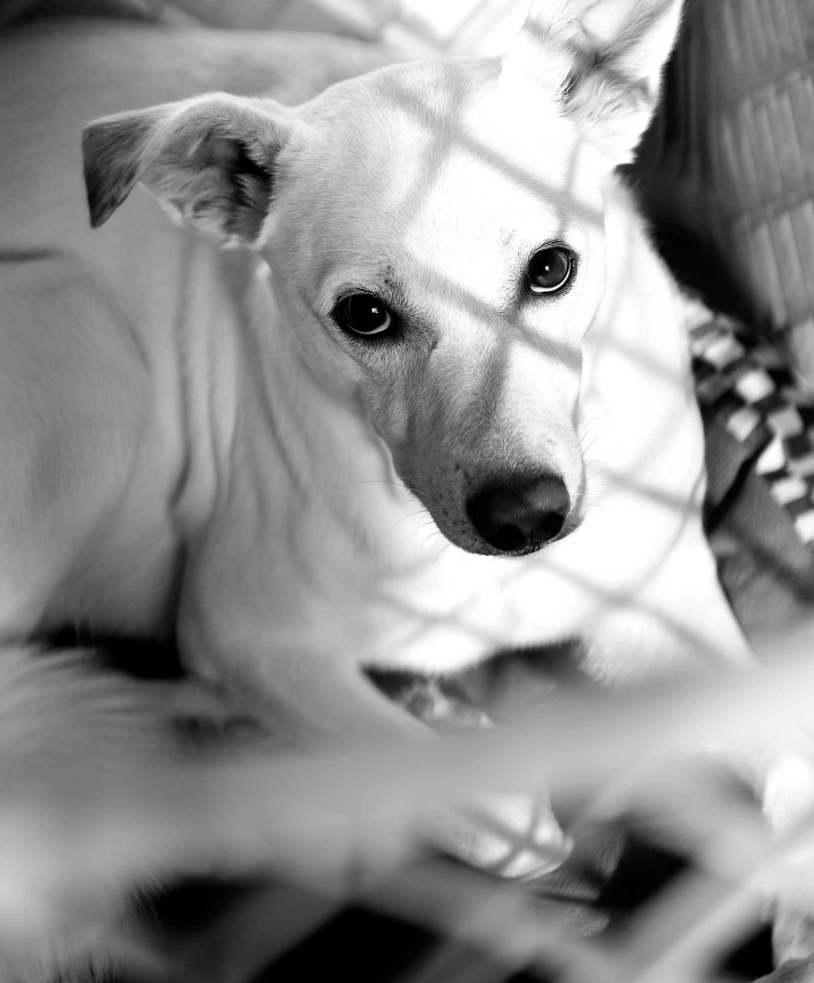 Everest & Snowy, at-home session