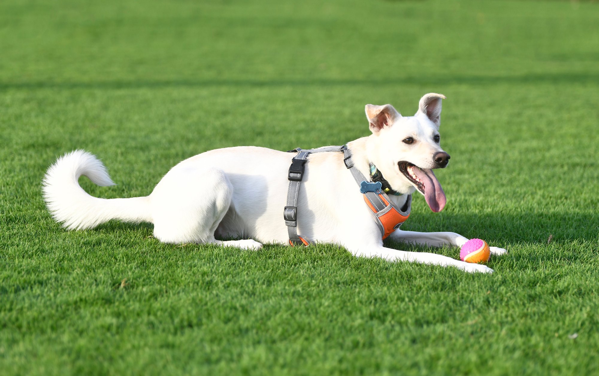 Everest & Snowy, outdoor session