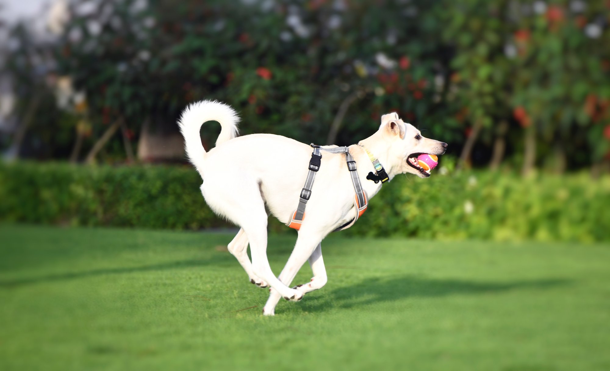 Everest & Snowy, outdoor session