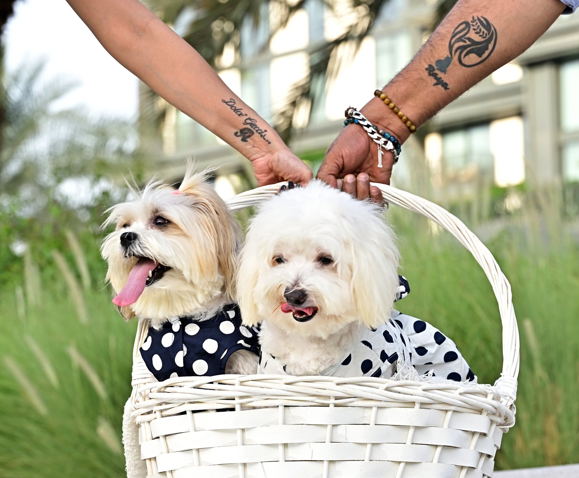 Gucci Dolcy, family session