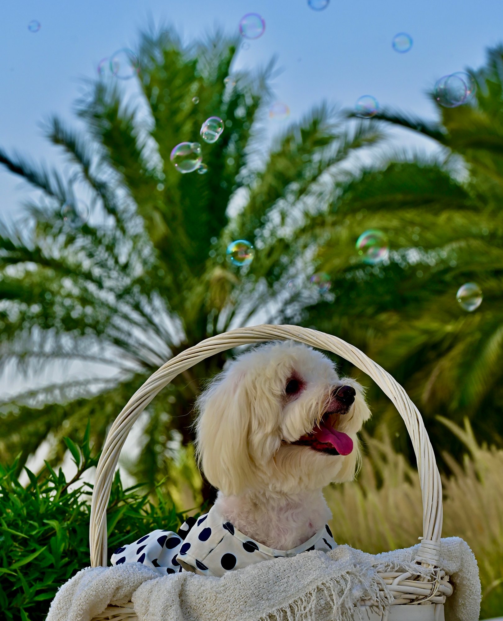 Gucci Dolcy, outdoor session