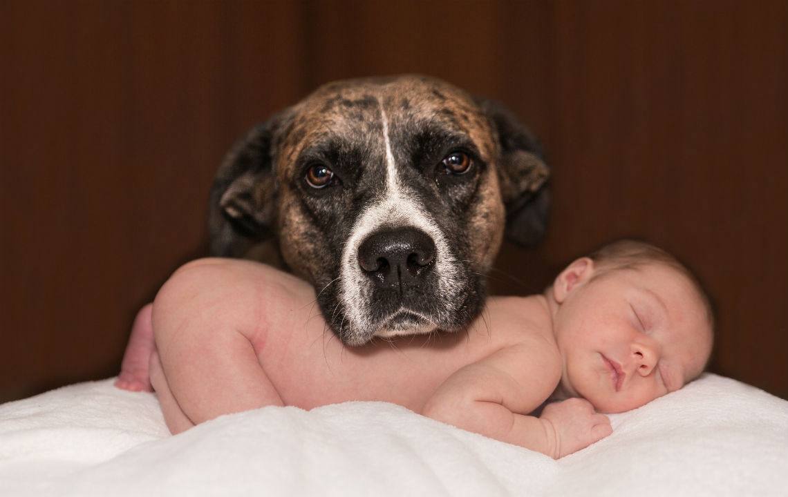 Pet at home session