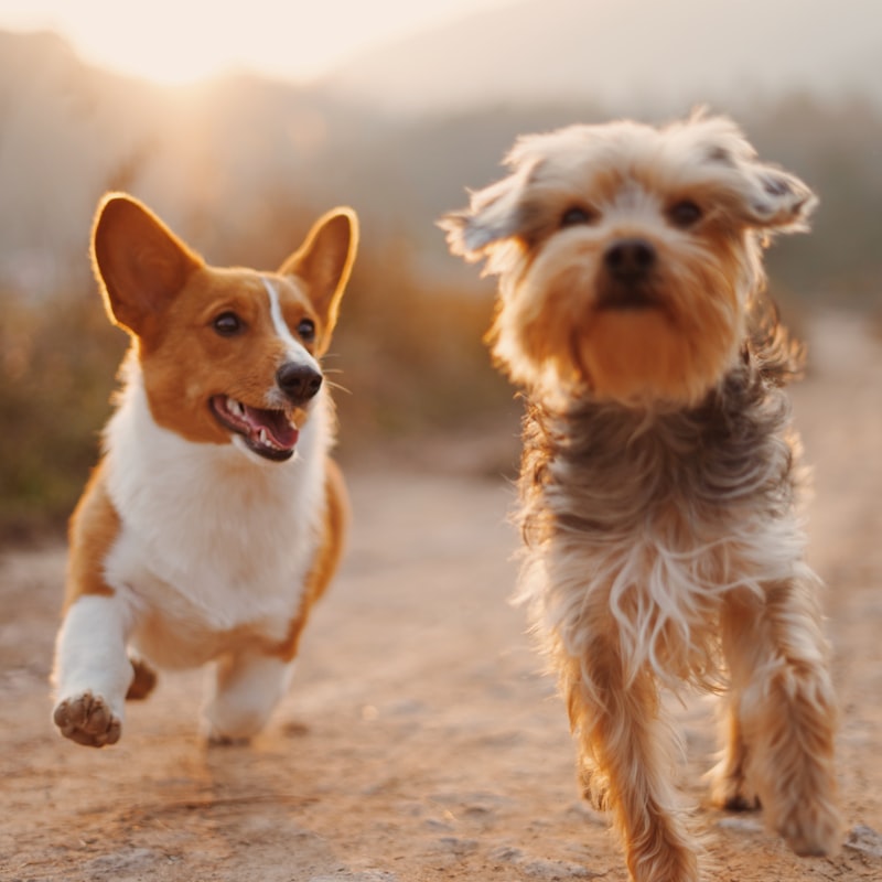 Two dogs playing outdoors