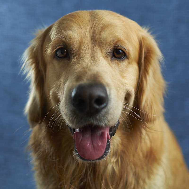 Two cats together studio portrait